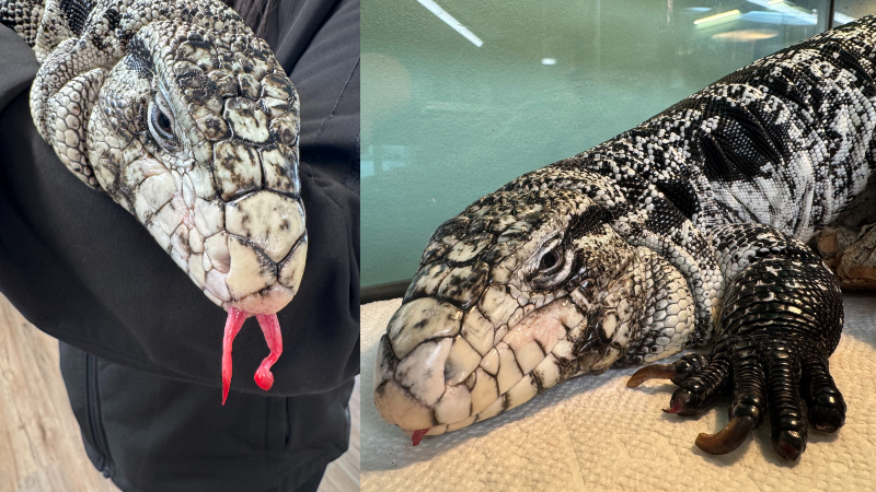 Exotic lizard found buried under snow in Providence