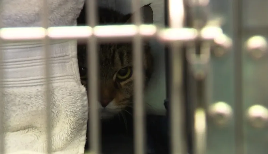 RISPCA seeks foster homes for cats from Woonsocket hoarding case