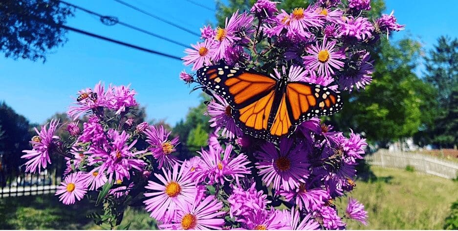 Davis Park Community Garden Neighborhood Volunteers