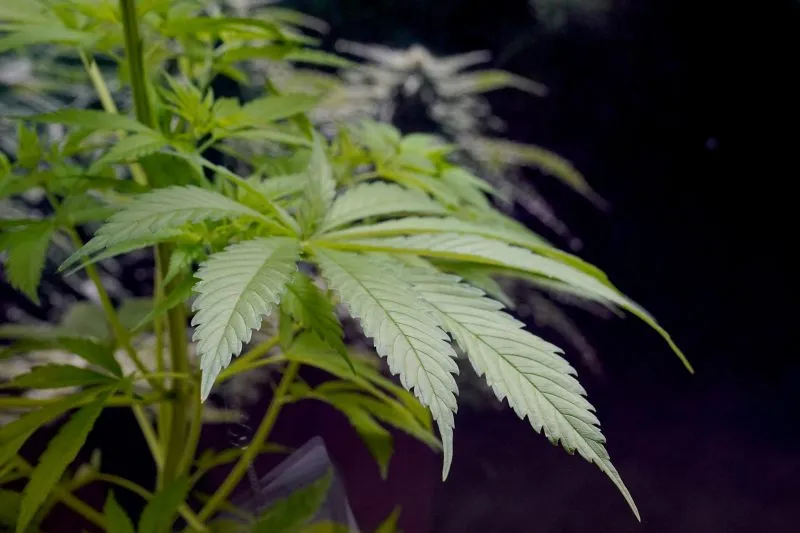 RI lawmakers consider changes to cannabis laws